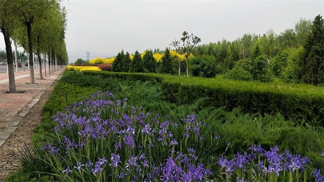 標(biāo)題：張家口經(jīng)開區(qū)秋季清水河生態(tài)綠廊建
瀏覽次數(shù)：2353
發(fā)表時(shí)間：2020-10-16