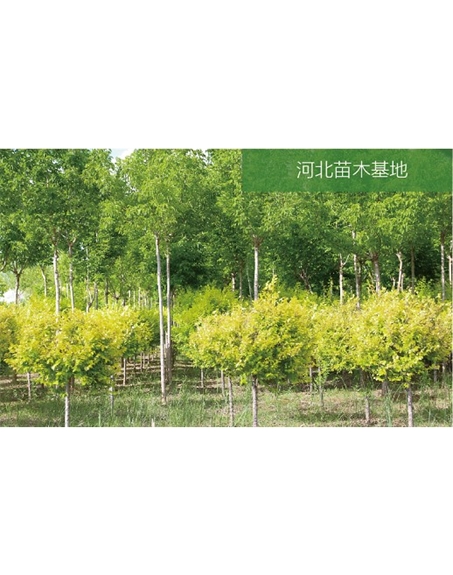 標(biāo)題：苗木基地
瀏覽次數(shù)：2188
發(fā)表時(shí)間：2020-10-17