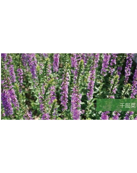 標(biāo)題：地被
瀏覽次數(shù)：1872
發(fā)表時(shí)間：2020-10-17
