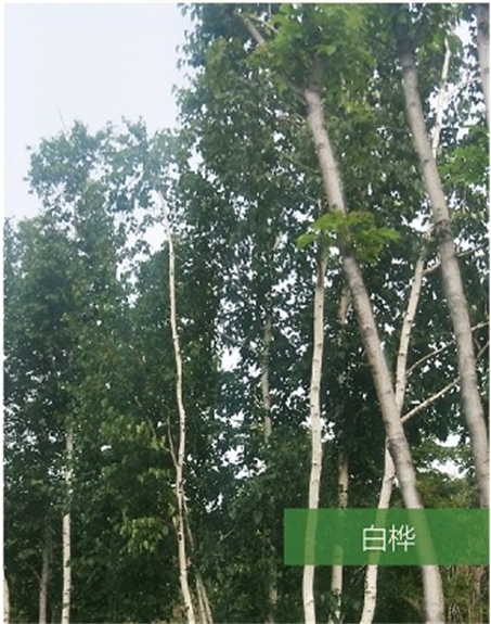 標題：名貴樹種
瀏覽次數(shù)：1620
發(fā)表時間：2020-10-17