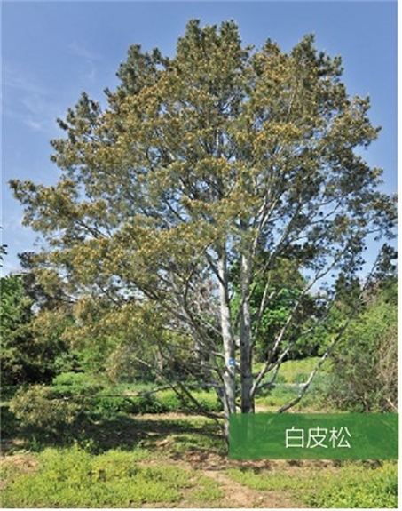 標(biāo)題：名貴樹種
瀏覽次數(shù)：2135
發(fā)表時間：2020-10-17