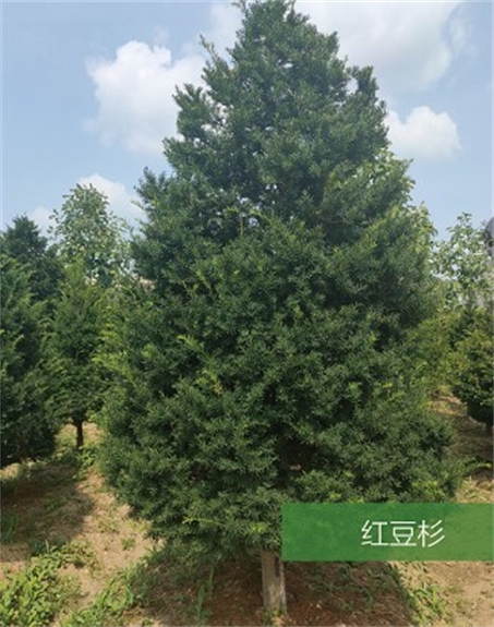 標(biāo)題：名貴樹種
瀏覽次數(shù)：1966
發(fā)表時間：2020-10-17