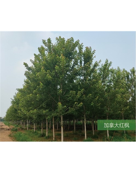 標(biāo)題：名貴樹種
瀏覽次數(shù)：1917
發(fā)表時(shí)間：2020-10-17
