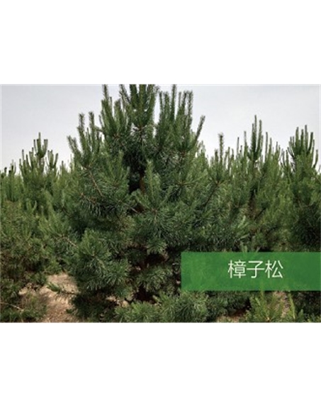 標(biāo)題：喬灌木
瀏覽次數(shù)：1643
發(fā)表時(shí)間：2020-10-17