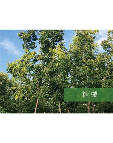 標(biāo)題：?jiǎn)坦嗄?瀏覽次數(shù)：2263
發(fā)表時(shí)間：2020-10-17