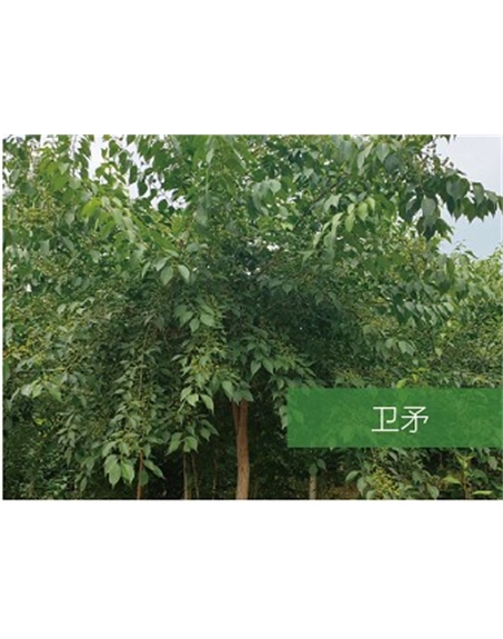 標(biāo)題：喬灌木
瀏覽次數(shù)：2205
發(fā)表時(shí)間：2020-10-17
