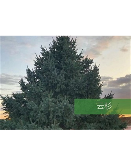 標(biāo)題：?jiǎn)坦嗄?瀏覽次數(shù)：2267
發(fā)表時(shí)間：2020-10-17