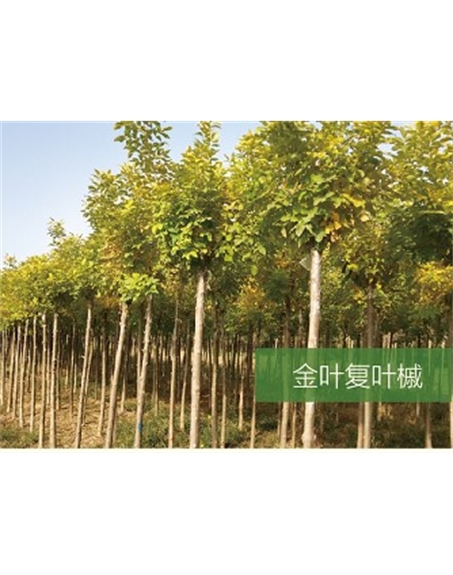 標(biāo)題：喬灌木
瀏覽次數(shù)：2073
發(fā)表時間：2020-10-17